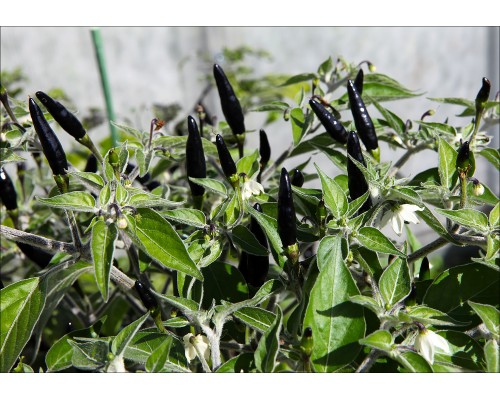 Black Cobra (Goat's Weed)