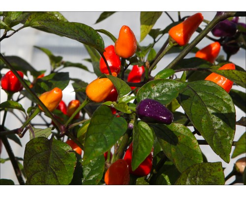 Firecracker Pequin