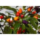 Firecracker Pequin