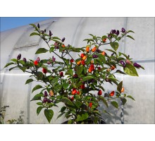 Firecracker Pequin