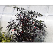 Peruvian Purple Passion