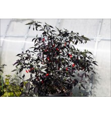 Peruvian Purple Passion