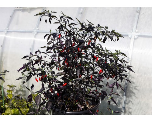 Peruvian Purple Passion