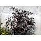 Peruvian Purple Passion