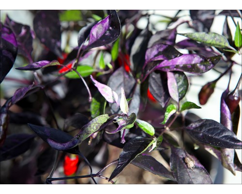 Peruvian Purple Passion