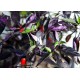 Peruvian Purple Passion
