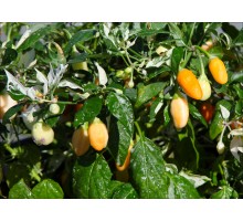 Indonesian Variegated x Sangria