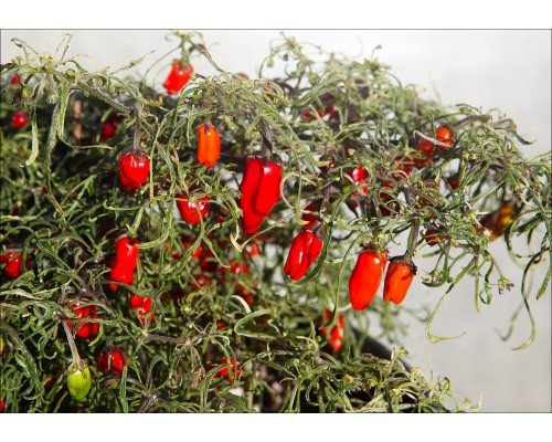 Pendula Mutant Variegated