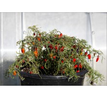Pendula Mutant Variegated