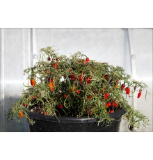 Pendula Mutant Variegated