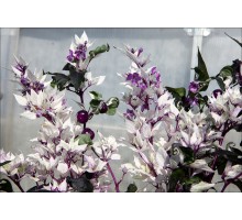 Sensation Purple Edition