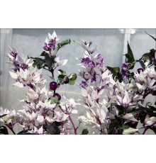 Sensation Purple Edition