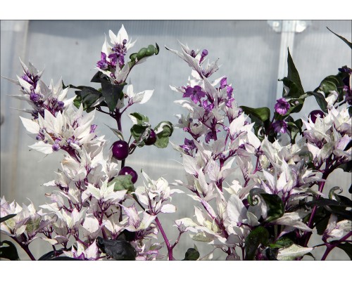 Sensation Purple Edition