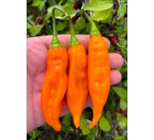 Aji Naxo