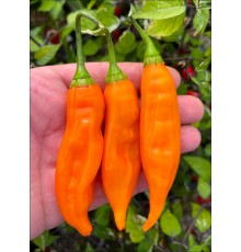 Aji Naxo