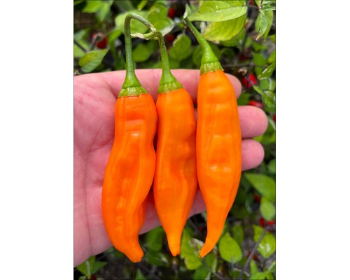 Aji Naxo