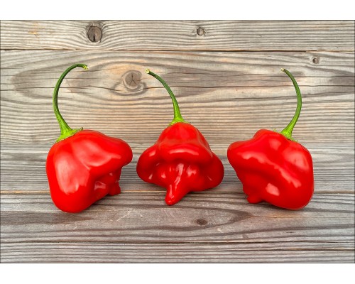Aji Tangerine Red