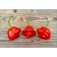 Aji Tangerine Red