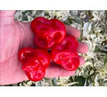 Aji Tangerine Red