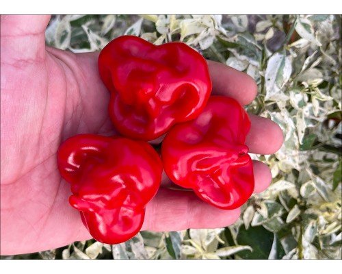 Aji Tangerine Red