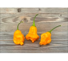 Aji Tangerine Orange