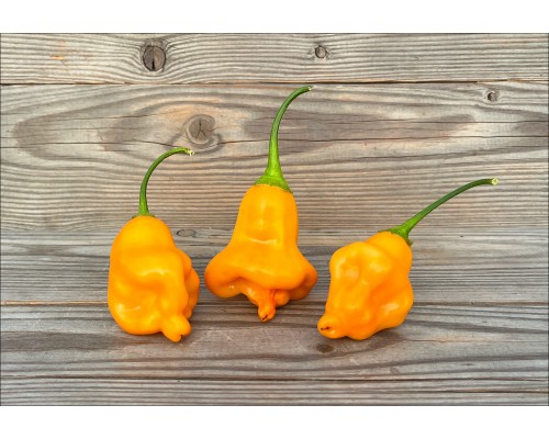 Aji Tangerine Orange