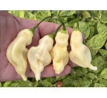 Aji Colombian White