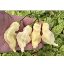 Aji Colombian White