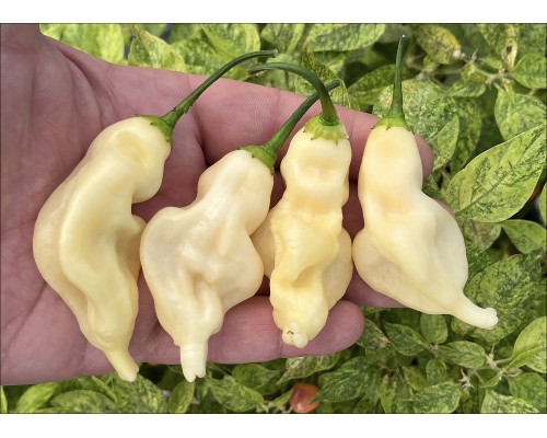 Aji Colombian White