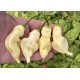 Aji Colombian White