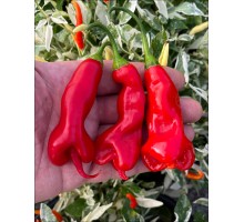 Erotico Red