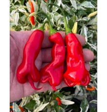 Erotico Red