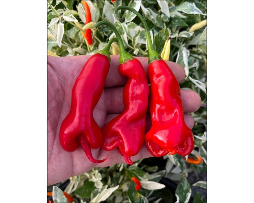 Erotico Red