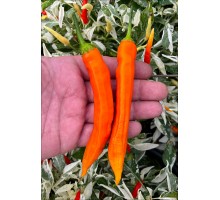 Aji Inca Berry XL Orange