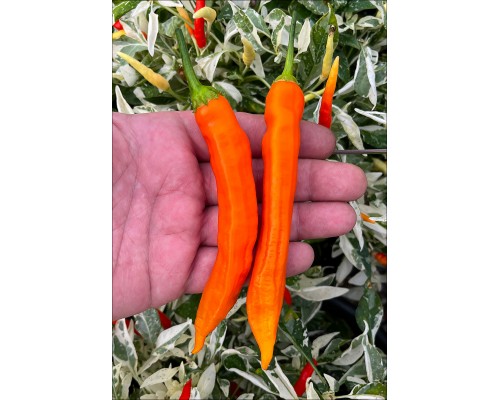 Aji Inca Berry XL Orange