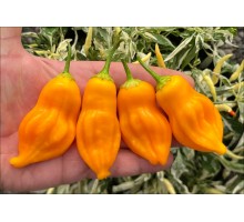 Aji Fausto