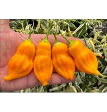 Aji Fausto