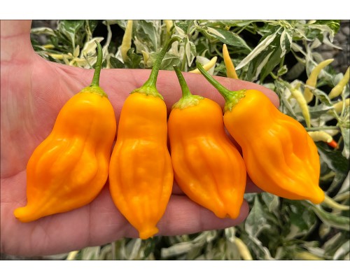 Aji Fausto