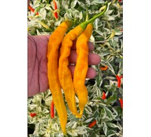 Aji Ribbon Yellow