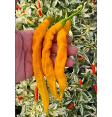 Aji Ribbon Yellow