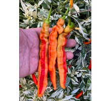 Aji Ribbon Stripey