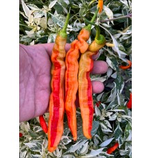 Aji Ribbon Stripey