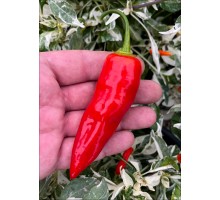 Aji Tanaro