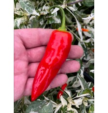 Aji Tanaro