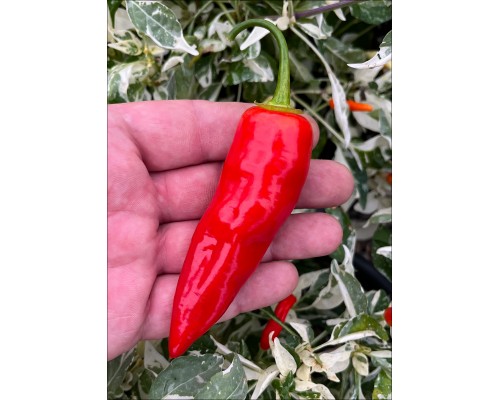 Aji Tanaro