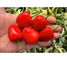 Aji Corazon