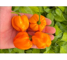 Habanero Miramar Orange
