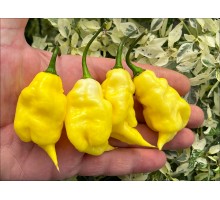 Satan Tail Lemon