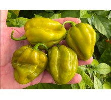 Habanero Giant Mustard