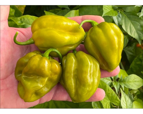 Habanero Giant Mustard